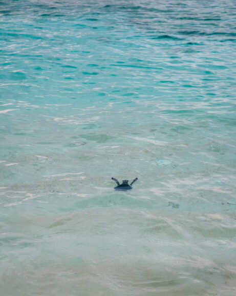 Baby sea turtle in the ocean