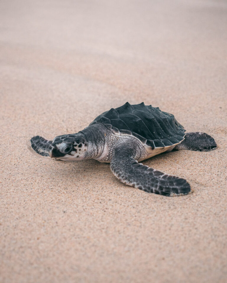 Why You Shouldn’t Pick Up Baby Sea Turtles - Northabroad