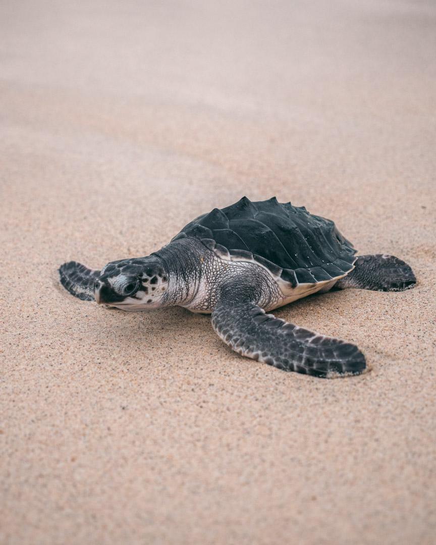 Baby sea turtle in Indonesia