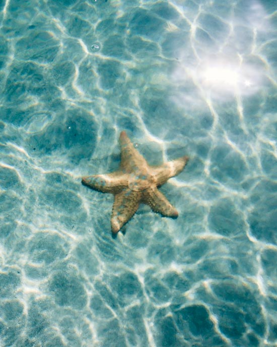 Uma estrela do mar no seu habitat