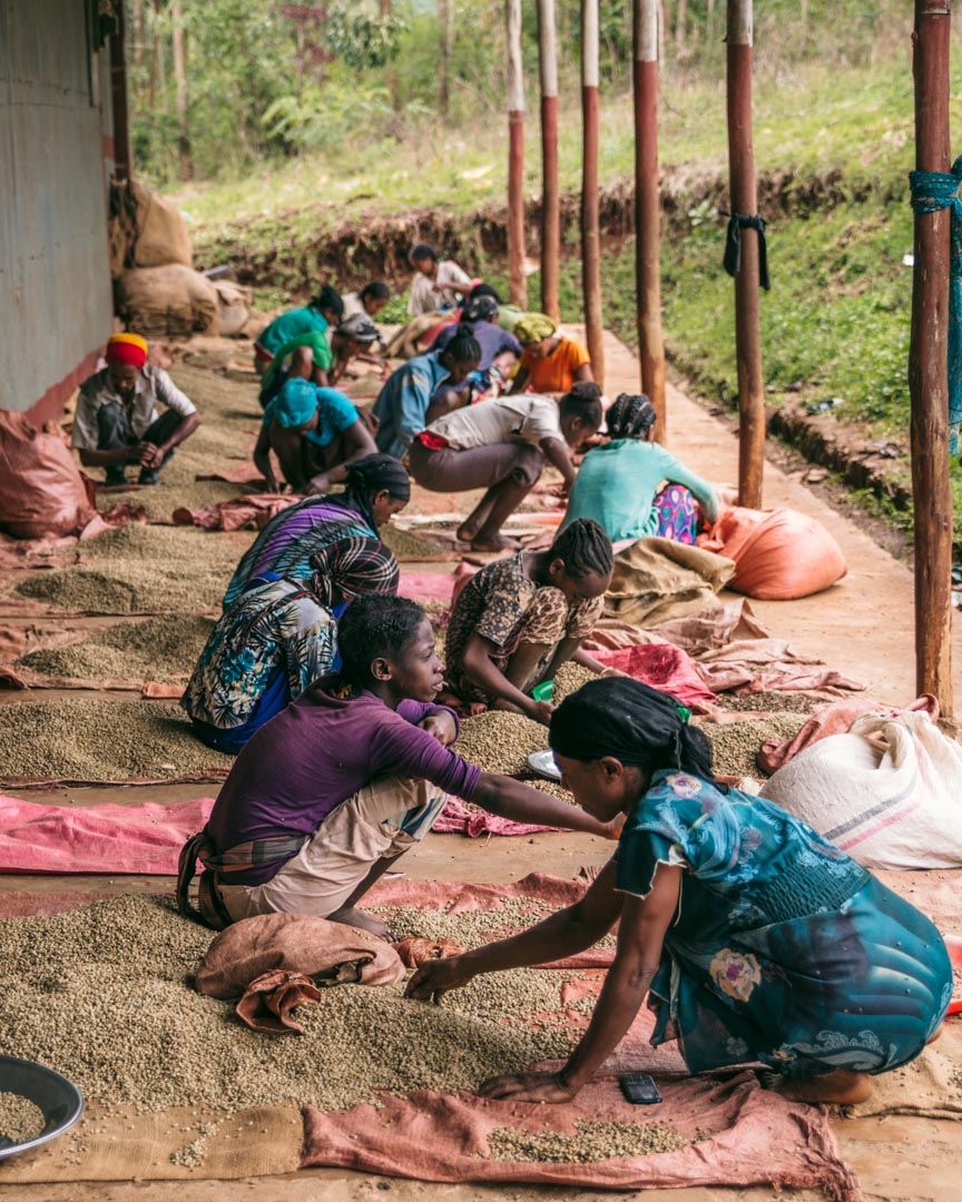 Hand sorting coffee