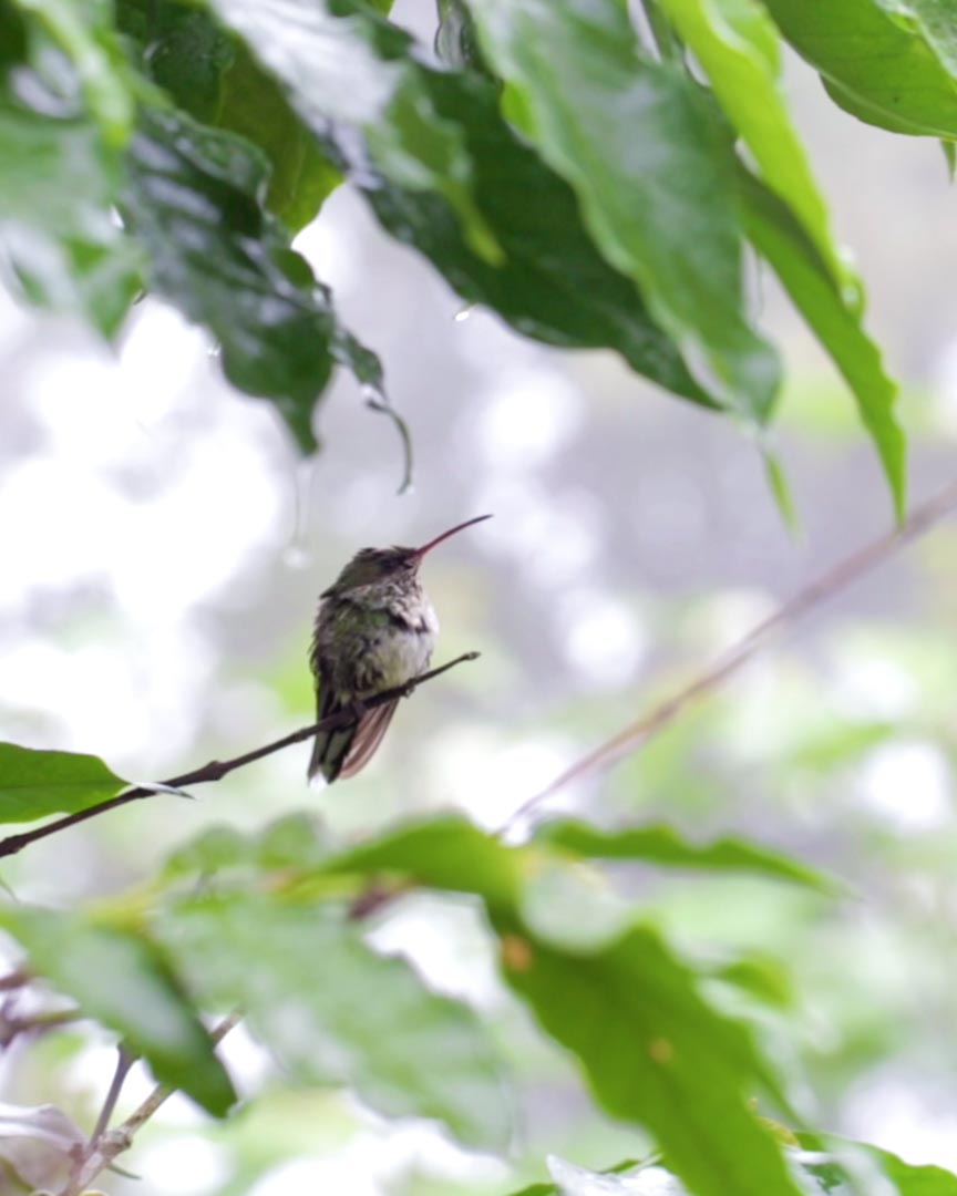 Bird in Jamaica