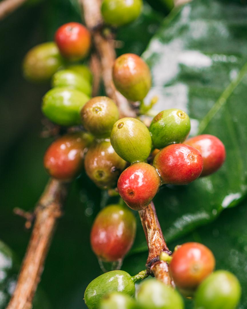 Coffee cherries ripen unevenly and are generally fully ripened when they're deep red in colour