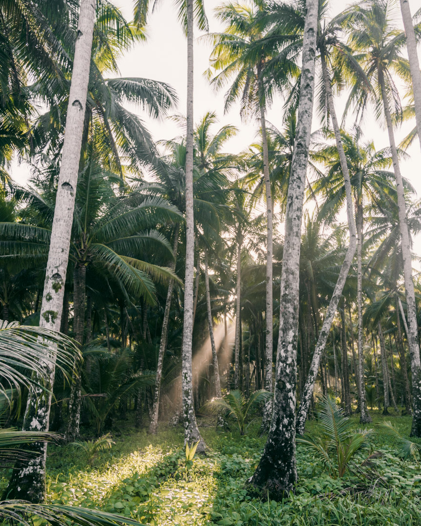 Palm trees on the way to Alegria Beach