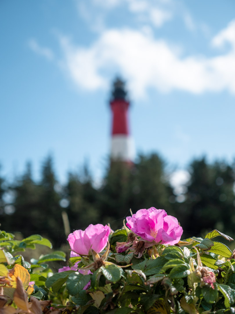 The well-known "Sylt roses"