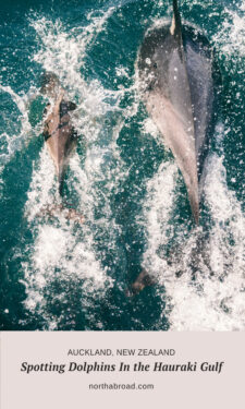 Spotting Dolphins In The Hauraki Gulf With Auckland Whale & Dolphin ...