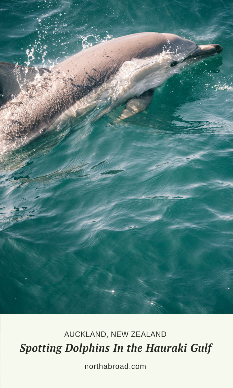 Spotting Dolphins in the Hauraki Gulf, Auckland, New Zealand. Our experience trying to see some of the incredible wildlife right on Auckland’s doorstep with Auckland Whale & Dolphin Safari.