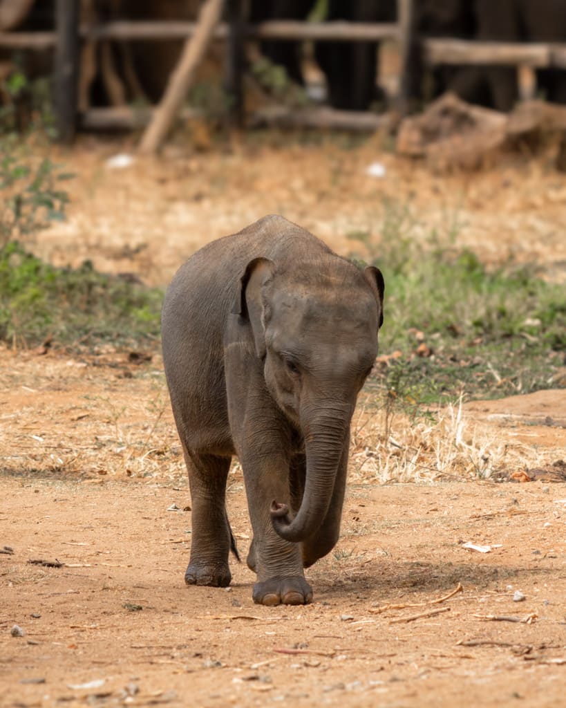 Baby elephant in Sri Lanka