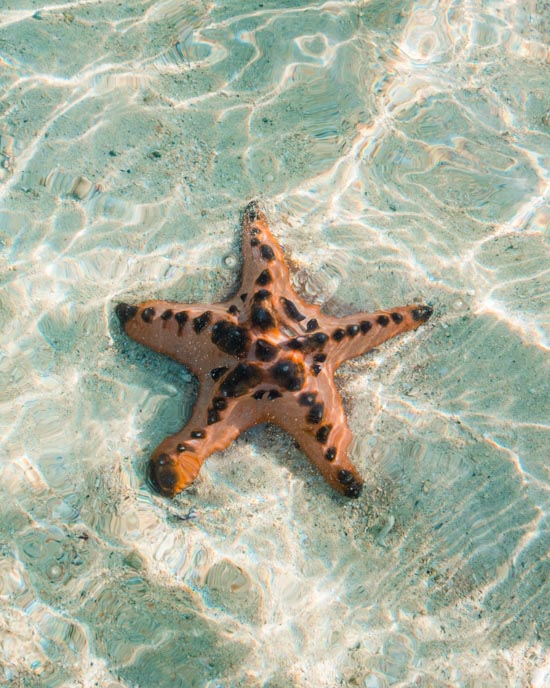 Les étoiles de mer dans l'eau