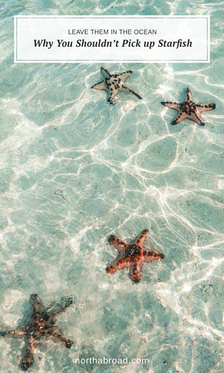 Why You Shouldn't Pick Up Starfish from the Beach. Even though starfish are beautiful and look great on a photo from your vacation, you should leave them in the ocean. In this artcle we tell you why.