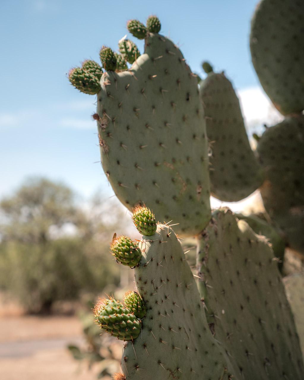 Cactus in Teotihuacan