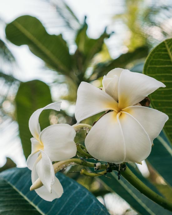 White thai flowers