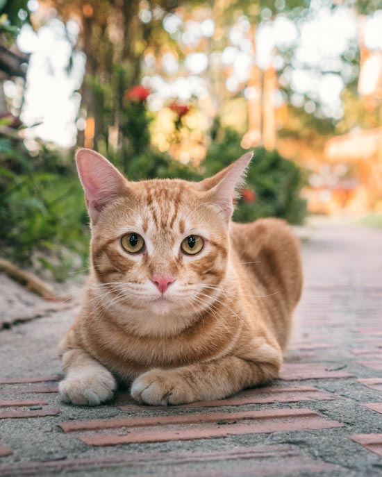 Cat on pathway