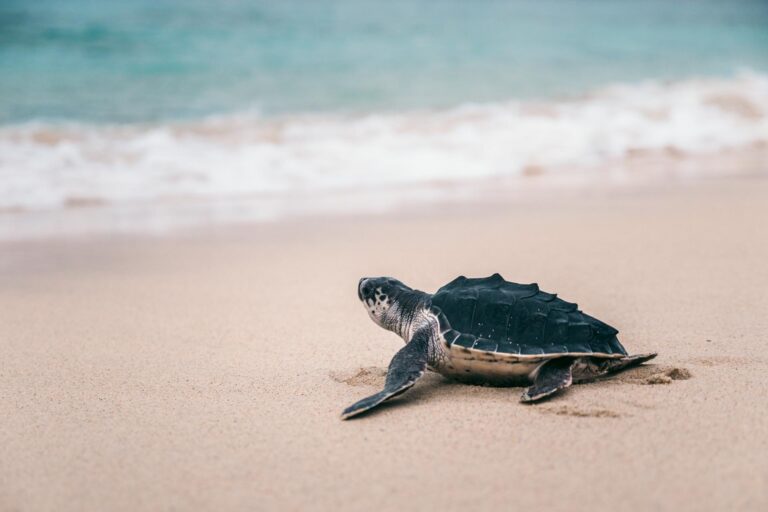 Why You Shouldn’t Pick Up Baby Sea Turtles