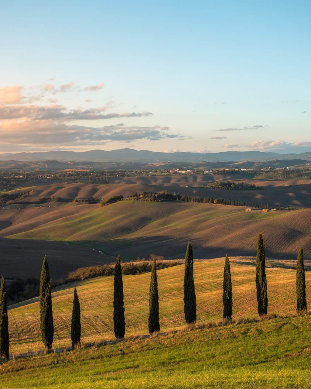 Cypress trees in Tuscany
