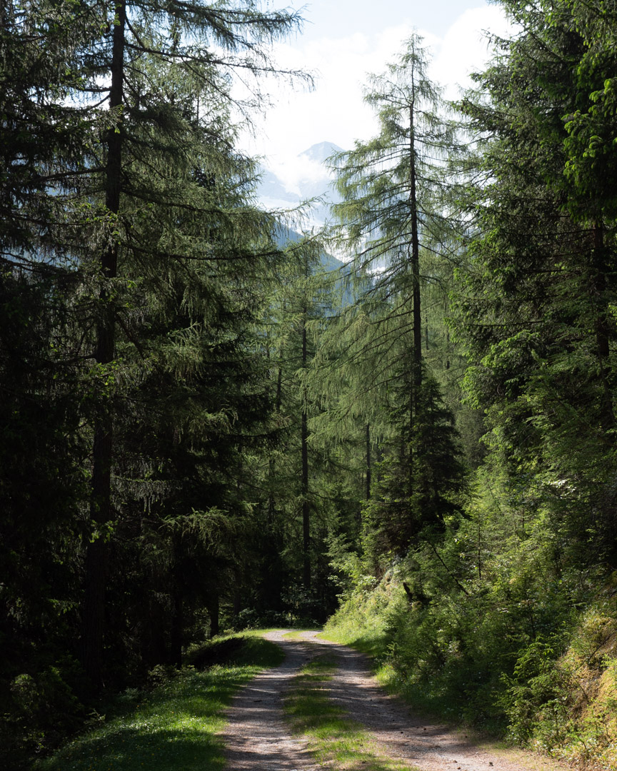 Forest in Schmirntal
