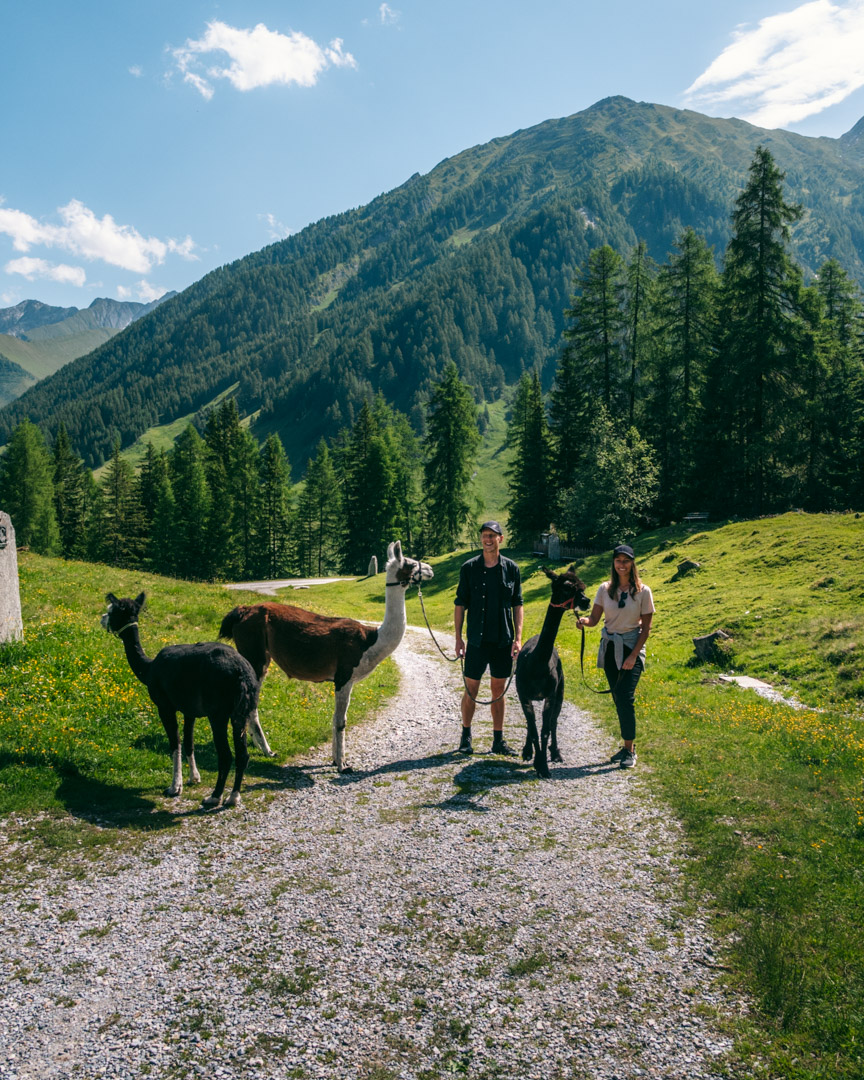 Alpacas and llama hiking