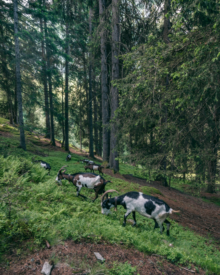 Hiking with goats in the forest