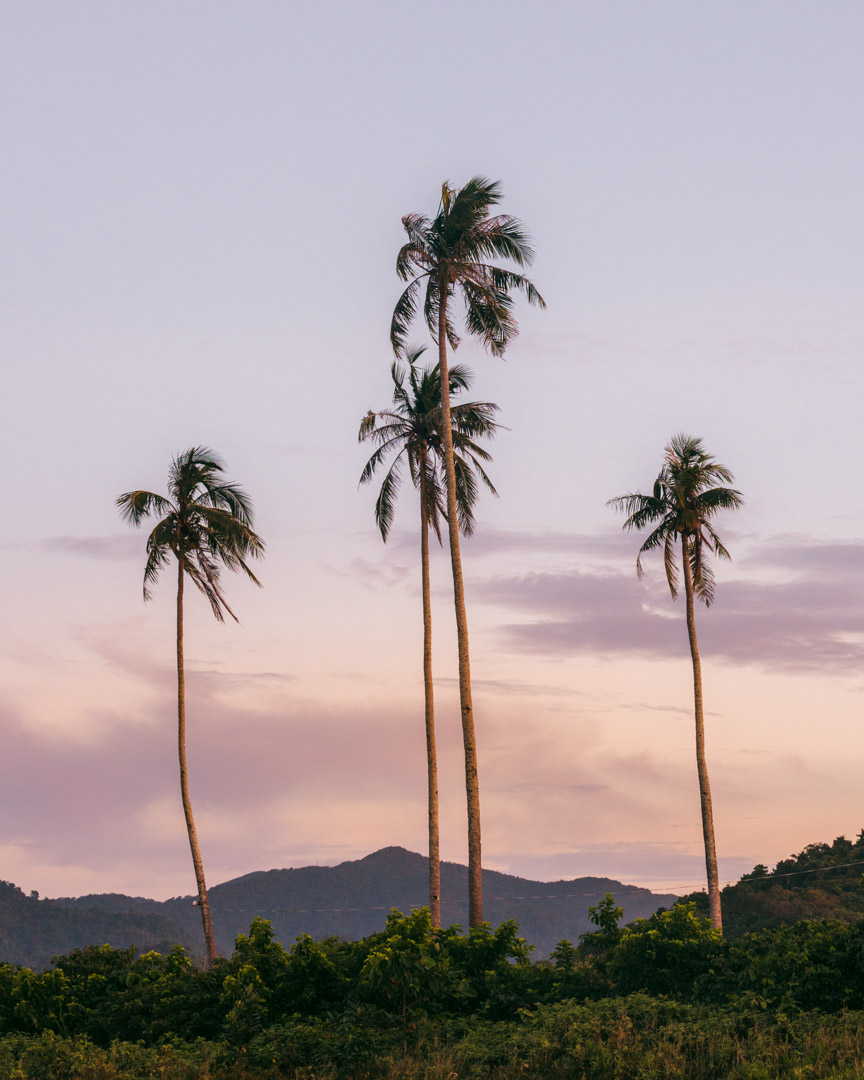 Palm trees in The Philippines